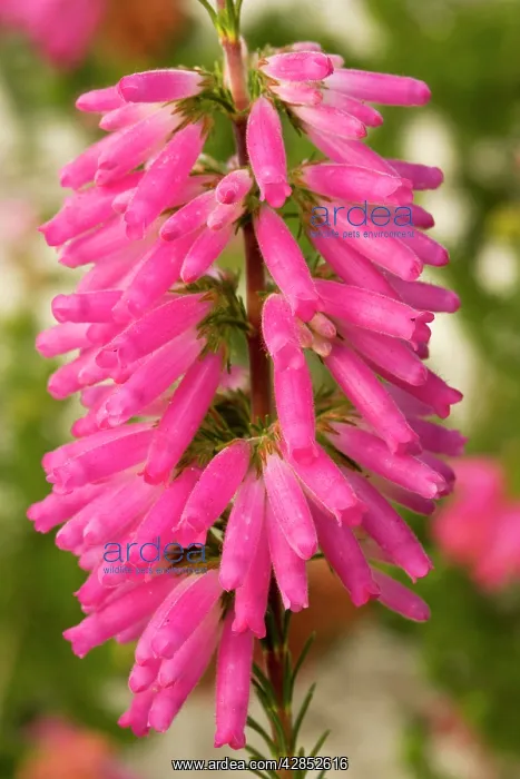 : A south african heather : A south african heather