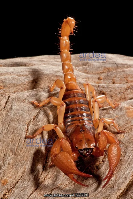 : South African Hissing Scorpion, Opistothalmus : South African Hissing Scorpion, Opistothalmus