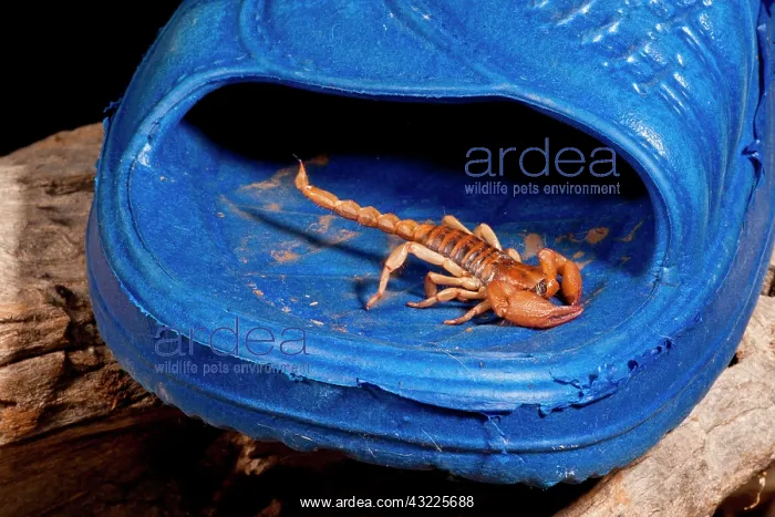 : South African Hissing Scorpion, Opistothalmus : South African Hissing Scorpion, Opistothalmus