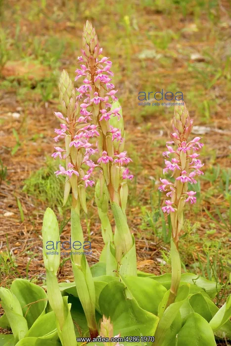 : South African Orchid : South African Orchid