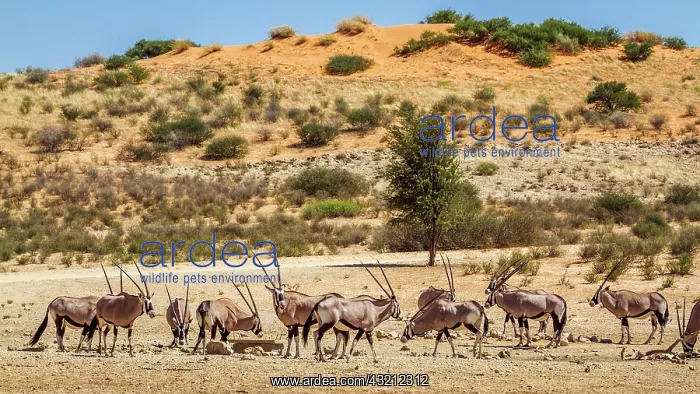 : South African Oryx (Oryx gazella) group in desert : South African Oryx (Oryx gazella) group in desert