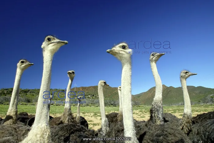 : South African Ostrich, (Struthio c.australis), group : South African Ostrich, (Struthio c.australis), group