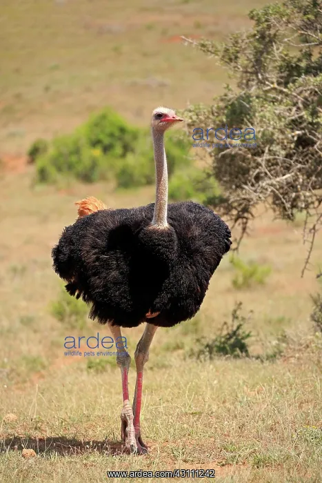 : South African Ostrich (Struthio camelus australis) : South African Ostrich (Struthio camelus australis)