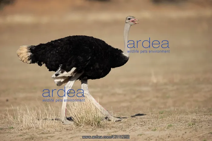 : South African Ostrich (Struthio camelus australis) : South African Ostrich (Struthio camelus australis)