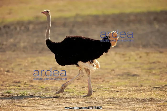 : South African Ostrich (Struthio camelus australis) : South African Ostrich (Struthio camelus australis)