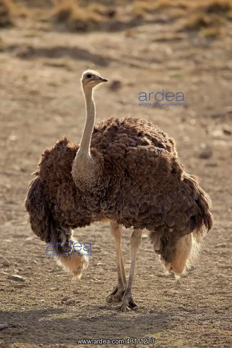: South African ostrich (Struthio camelus australis) : South African ostrich (Struthio camelus australis)