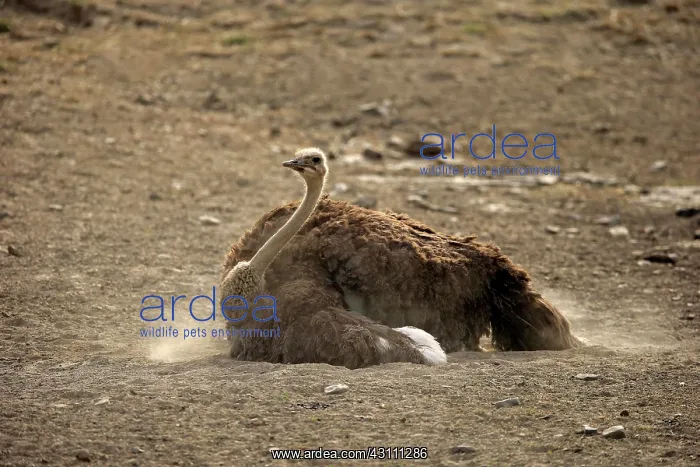  : South African ostrich (Struthio camelus australis)