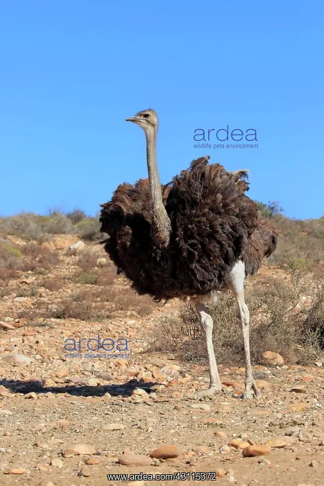: South African ostrich (Struthio camelus australis) : South African ostrich (Struthio camelus australis)