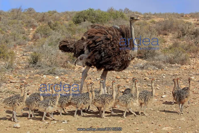 : South African ostrich (Struthio camelus australis) : South African ostrich (Struthio camelus australis)
