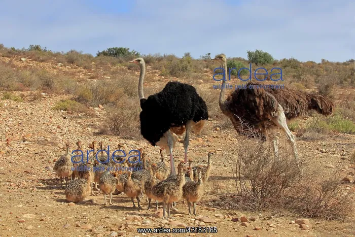 : South African ostrich (Struthio camelus australis) : South African ostrich (Struthio camelus australis)
