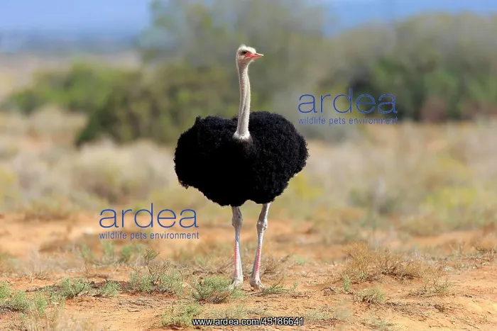 : South african ostrich (Struthio camelus australis) : South african ostrich (Struthio camelus australis)