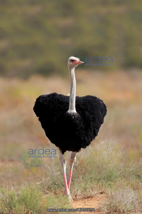 : South african ostrich (Struthio camelus australis) : South african ostrich (Struthio camelus australis)