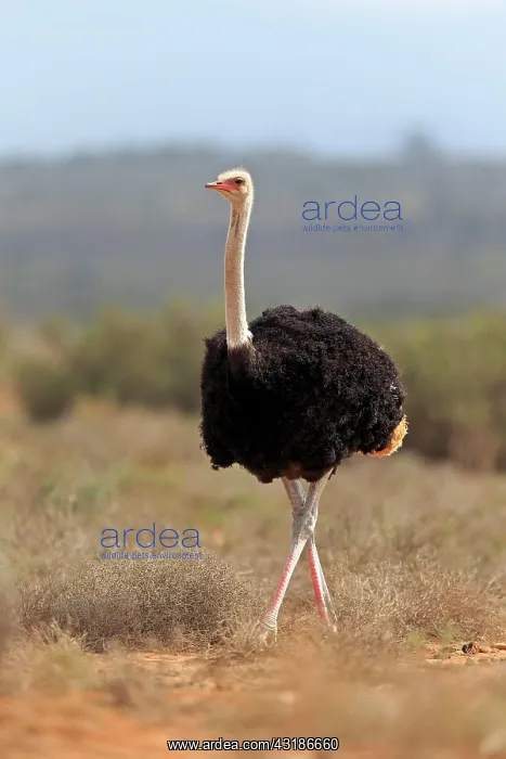 : South african ostrich (Struthio camelus australis) : South african ostrich (Struthio camelus australis)