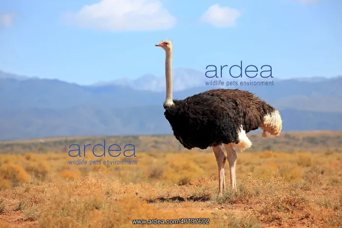 : South African ostrich (Struthio camelus australis) : South African ostrich (Struthio camelus australis)