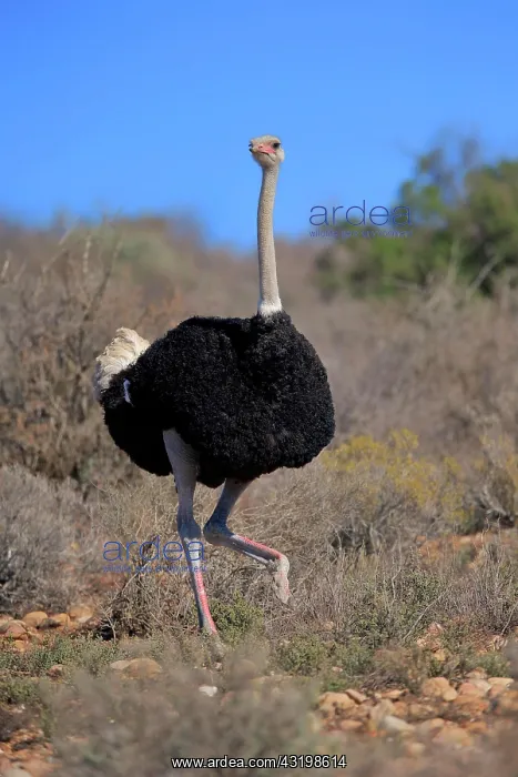  : South African ostrich (Struthio camelus australis)