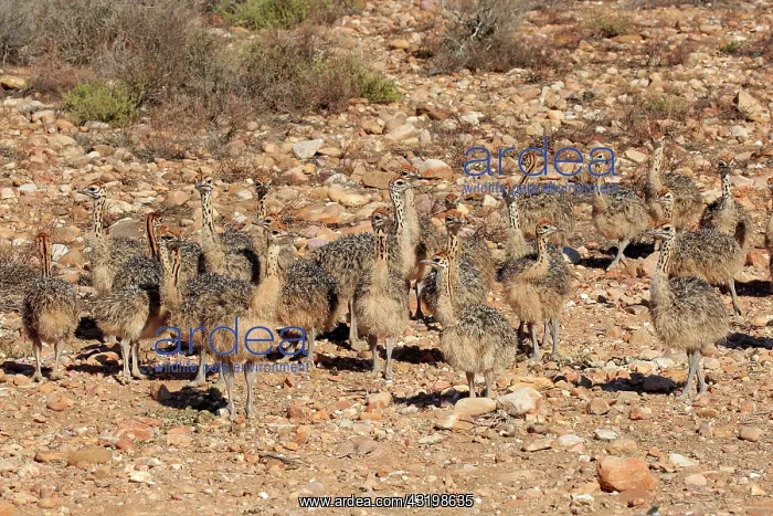 : South African ostrich (Struthio camelus australis) : South African ostrich (Struthio camelus australis)