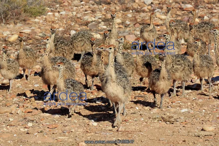 : South African ostrich (Struthio camelus australis) : South African ostrich (Struthio camelus australis)