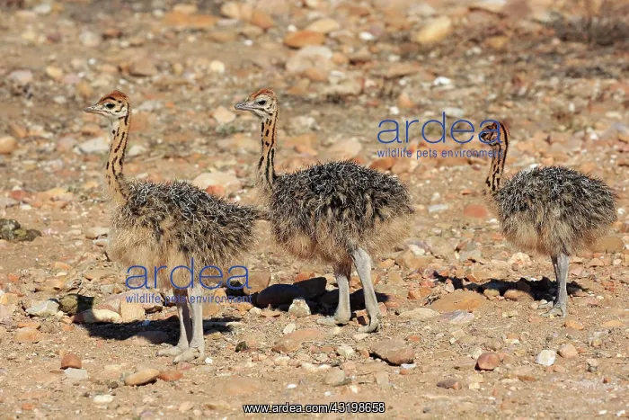 : South African ostrich (Struthio camelus australis) : South African ostrich (Struthio camelus australis)