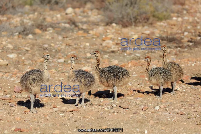 : South African ostrich (Struthio camelus australis) : South African ostrich (Struthio camelus australis)