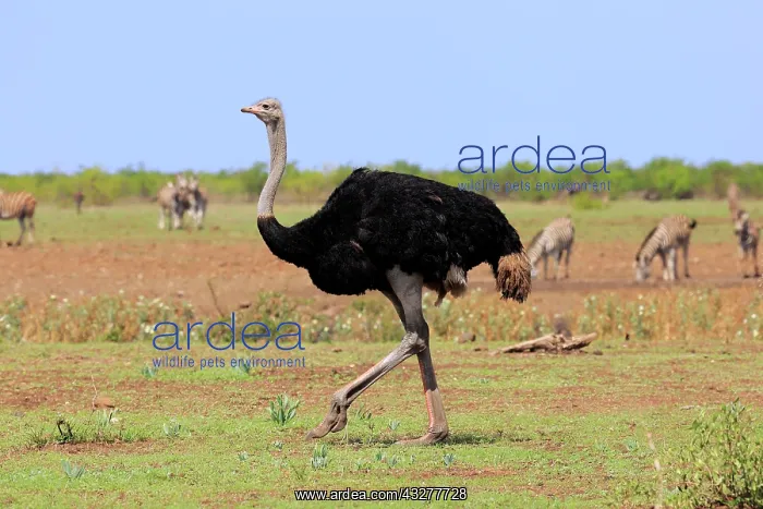 : South African ostrich (Struthio camelus australis) : South African ostrich (Struthio camelus australis)