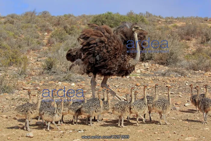 : South African ostrich (Struthio camelus australis) : South African ostrich (Struthio camelus australis)