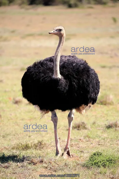 : South African ostrich (Struthio camelus australis) : South African ostrich (Struthio camelus australis)