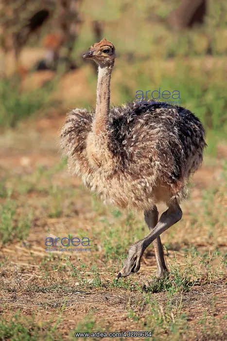 : South African ostrich (Struthio camelus australis) : South African ostrich (Struthio camelus australis)