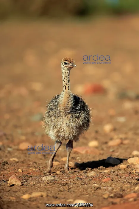 : South African ostrich (Struthio camelus australis) : South African ostrich (Struthio camelus australis)
