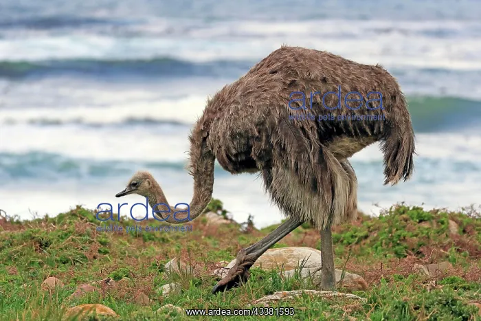 : South African ostrich (Struthio camelus australis) : South African ostrich (Struthio camelus australis)