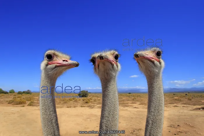 : South african ostrich (Struthio camelus australis), adult : South african ostrich (Struthio camelus australis), adult