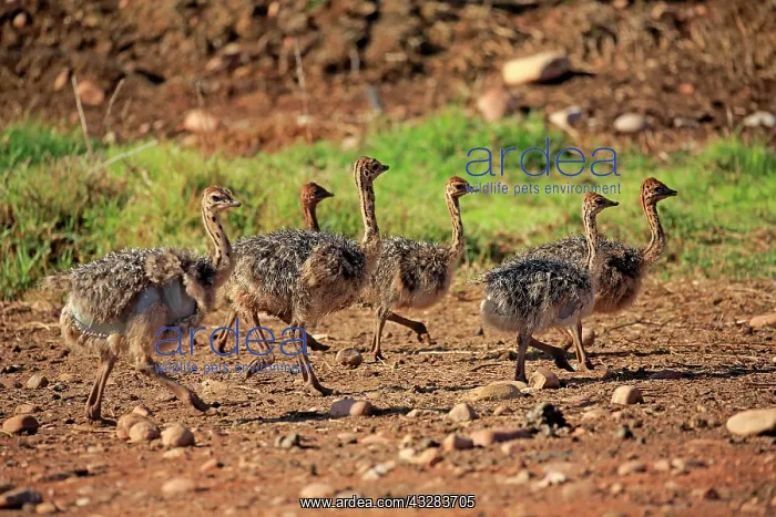  : South African ostriches (Struthio camelus australis)