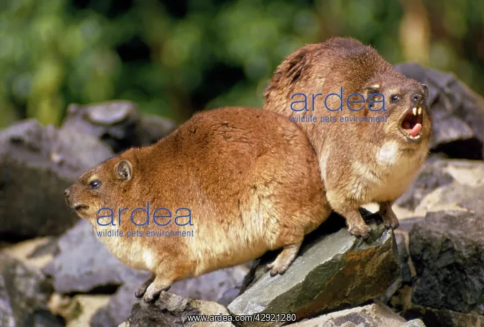 : SOUTH AFRICAN ROCK HYRAX : SOUTH AFRICAN ROCK HYRAX