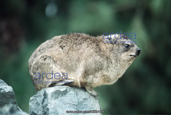 : SOUTH AFRICAN ROCK HYRAX / DASSIE - on rock : SOUTH AFRICAN ROCK HYRAX / DASSIE - on rock