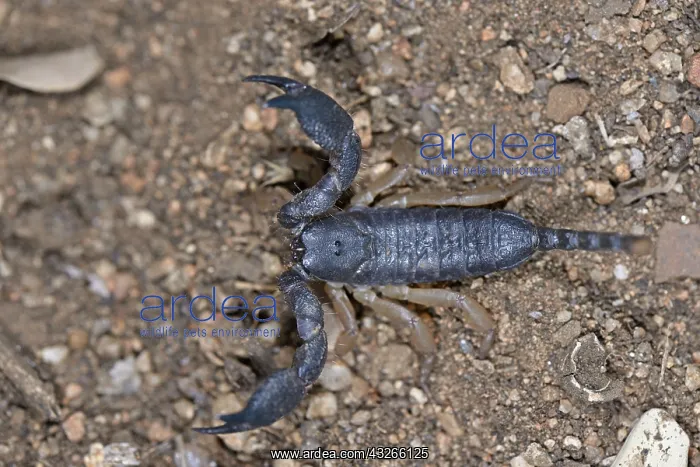 : South African Scorpion (Opisthacanthus asper) a : South African Scorpion (Opisthacanthus asper) a