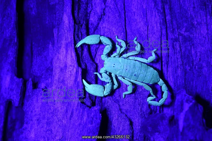 : South African Scorpion (Opisthacanthus asper) i : South African Scorpion (Opisthacanthus asper) i