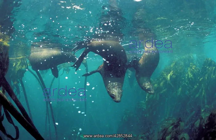 : South African Sealions - Underwater : South African Sealions - Underwater