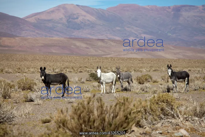 : South America, Argentina, Jujuy, Salinas : South America, Argentina, Jujuy, Salinas