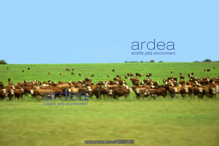 : South America, Argentina, Patagonia, Passing : South America, Argentina, Patagonia, Passing