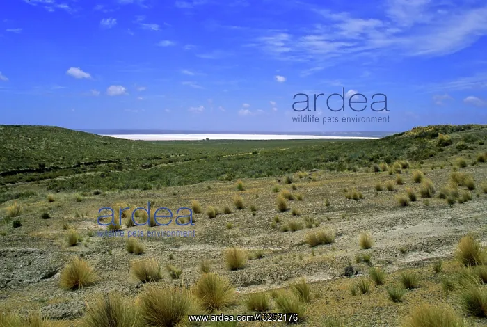 : South America, Argentina, Peninsula Valdes : South America, Argentina, Peninsula Valdes