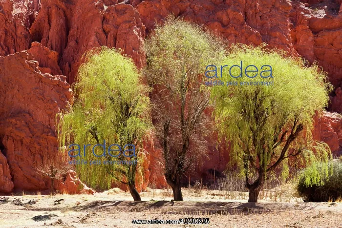: South America, Argentina, Province Jujuy : South America, Argentina, Province Jujuy