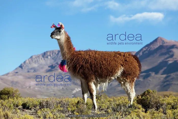 : South America, Argentina, Province Jujuy : South America, Argentina, Province Jujuy