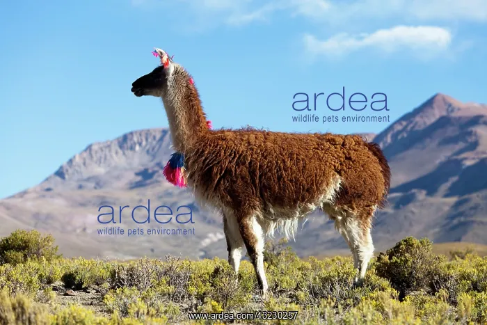 : South America, Argentina, Province Jujuy : South America, Argentina, Province Jujuy