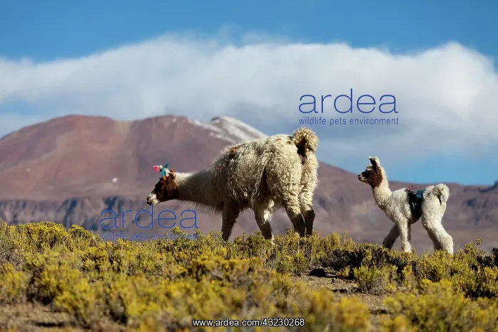 : South America, Argentina, Province Jujuy : South America, Argentina, Province Jujuy