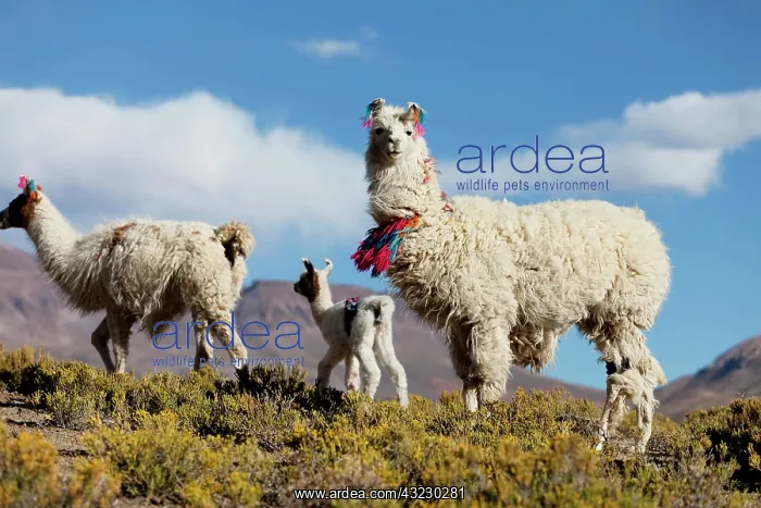 : South America, Argentina, Province Jujuy : South America, Argentina, Province Jujuy