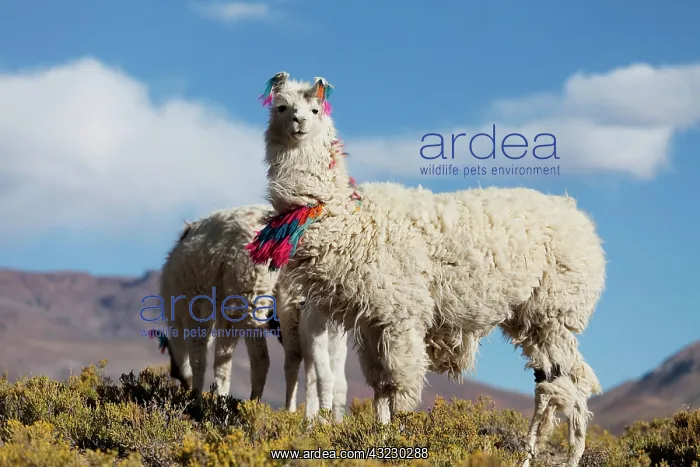 : South America, Argentina, Province Jujuy : South America, Argentina, Province Jujuy
