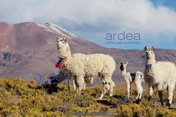  : South America, Argentina, Province Jujuy