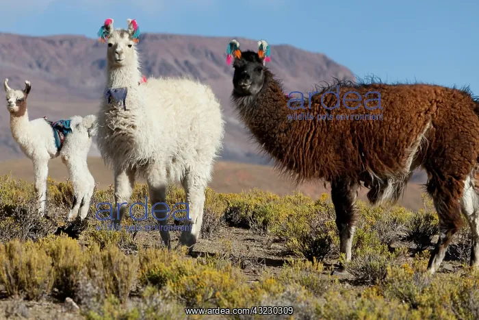 : South America, Argentina, Province Jujuy : South America, Argentina, Province Jujuy