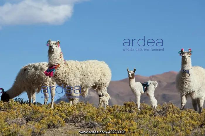 : South America, Argentina, Province Jujuy : South America, Argentina, Province Jujuy