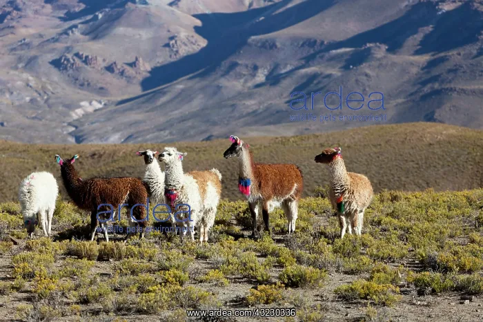 : South America, Argentina, Province Jujuy : South America, Argentina, Province Jujuy