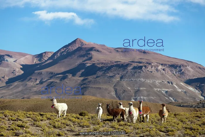 : South America, Argentina, Province Jujuy : South America, Argentina, Province Jujuy